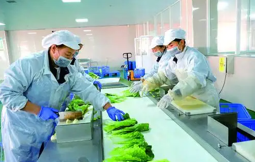 武南净菜加工项目信息 - 配图1